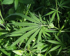 512px-Marijuana