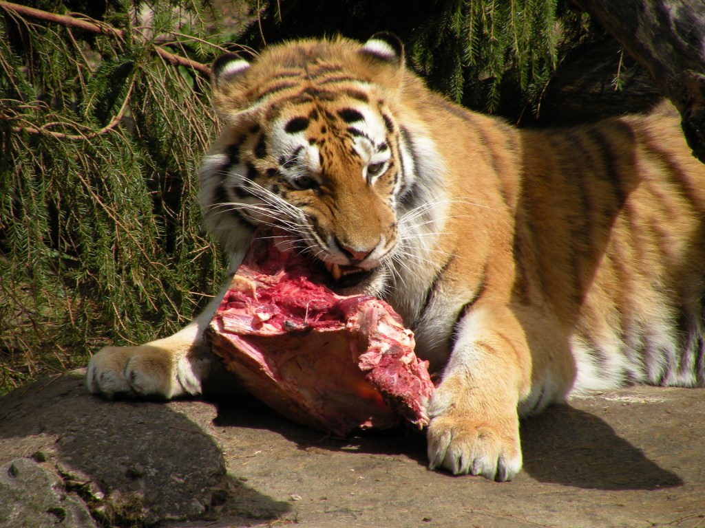 You’re Not An Animal